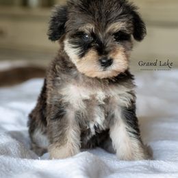 Bernedoodle, Poodle, and Schnoodle Puppies from Grand Lake Poodles & Doodles