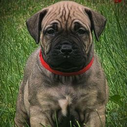 Red - Reddish brown female Boerboel puppy in Naples, New York from Freedom Boerboels LLC