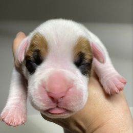 Girl 1 - White female Boxer puppy in Oregon, Illinois from Schaible's Boxer Huddle