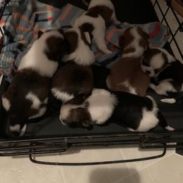 Shih Tzu Puppies from Dorothy Agrippino's Shih Tzus