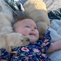 Golden Retriever Puppies from Rollin' Goldies