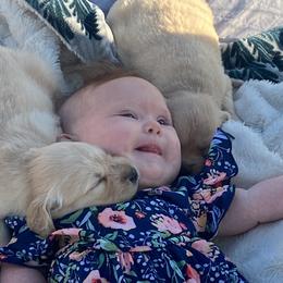 Golden Retriever Puppies from Rollin' Goldies