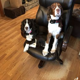 English Springer Spaniel, Poodle, and Springerdoodle All Grown Up from SpringerDoodles at the Beach