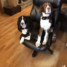 English Springer Spaniel, Poodle, and Springerdoodle All Grown Up from SpringerDoodles at the Beach