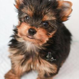 Yorkshire Terrier Puppies from Essence of Grace Yorkies