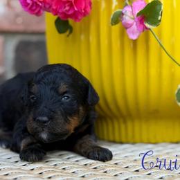 Cruise - Sable female Aussiedoodle puppy in Henry, Illinois from Rowe Farms Doodles