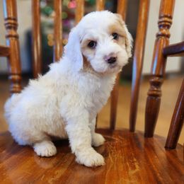 Swan - White female Bernedoodle puppy in Pollock Pines, California from Ten Acre Wood Doodles