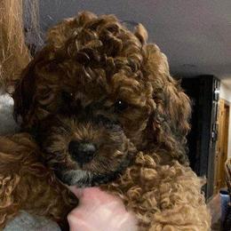 Cockapoo Puppies from Ouachita River Cockapoos