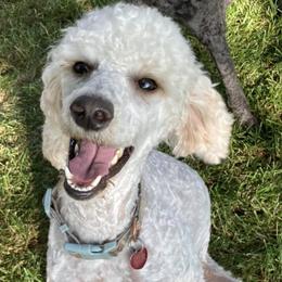 Poodles and Schnoodles from The Cutest Schnoodles and Poodles
