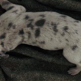 Blue Merle girl - Merle female Great Dane puppy in Devine, Texas from Texas Devine Danes & Aussies