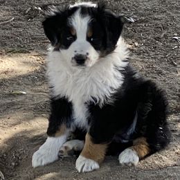 Australian Shepherd and French Bulldog Puppies from Skinner Hill Farm