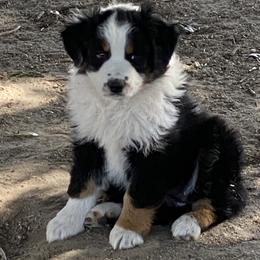 Australian Shepherd and French Bulldog Puppies from Skinner Hill Farm