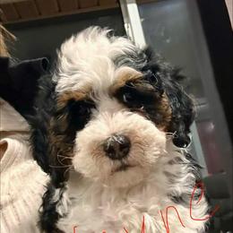 Wayne - Tri-color male Bernedoodle puppy in Lincoln, Nebraska from GRand Doodles