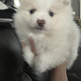 Pomeranian and Shih Tzu Puppies from Laik’s Little Shihtz & Poms