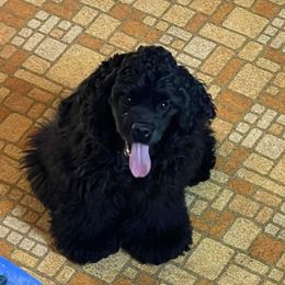 Cocker Spaniel Puppies from SuperNova’s American Cocker Spaniels