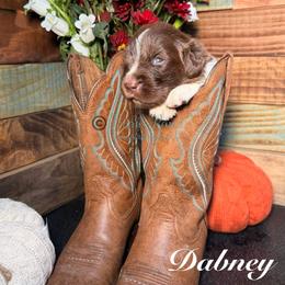 Dabney - White and brown male Newfoundland puppy in Tully, New York from Bear Paw Newfoundlands