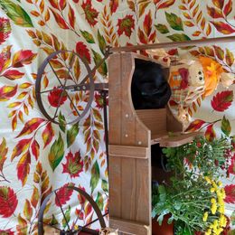 Miniature Schnauzer Puppies from Camp Creek Schnauzers