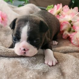 Yellow Collar - Seal and white female Boston Terrier puppy in Shreveport, Louisiana from Cristi's Port Bostons