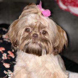 Chai - Liver female Shih Tzu puppy in Citrus Heights, California from The Lion dog Shih Tzu