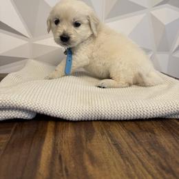 Blue collar - Light golden male Golden Retriever puppy in Radcliff, Kentucky from It’s A Golden Life
