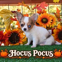 Hocus Pocus - Merle male Chihuahua puppy in Demorest, Georgia from Sourpatch Chihuahuas