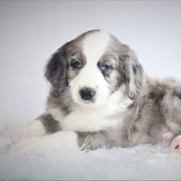 Aussiedoodle Puppies from Wilson Cattle Co.