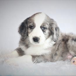 Aussiedoodle Puppies from Wilson Cattle Co.