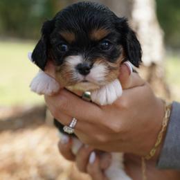 Calla - Tri-color female Cavalier King Charles Spaniel puppy in Lula, Georgia from Cavaliers by Crumley