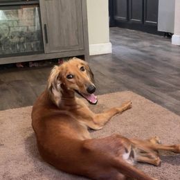 Sequoia - Red female Saluki puppy in Pekin, Illinois from Solari Kennels