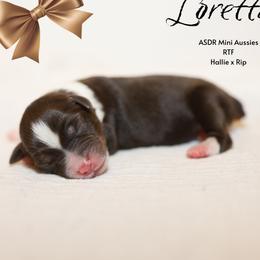 RTF - Red tri female Miniature Australian Shepherd puppy in Nacogdoches, Texas from TK Standard, Mini, & Toy Aussies