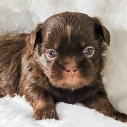 Bram - Chocolate and tan male Shih Tzu puppy in Jacksonville, Florida from Shih Tzus of Jacksonville
