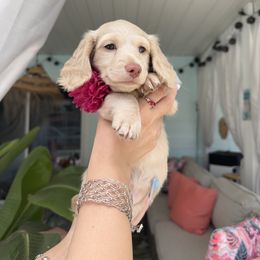 Dachshund Puppies from Dachshundly Perfect