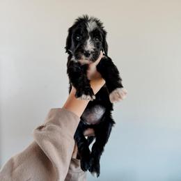 Fawn - Black female Sheepadoodle puppy in Wabash, Indiana from DOODCompany