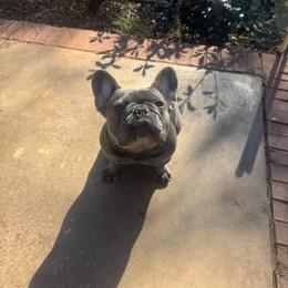 Suki - French Bulldog