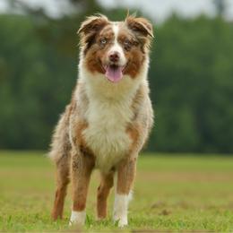 Houseboat - Red merle female Miniature Australian Shepherd puppy in Hartman, Arkansas from Southern Edition Aussies