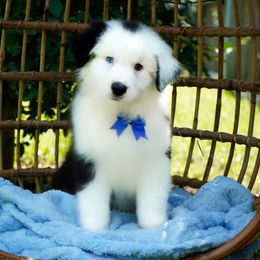 Hershey - Black tri-color male Australian Shepherd puppy in Victoria, Texas from Silvermist Australian Shepherds