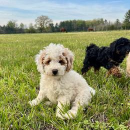 Bean - Cream male Goldendoodle puppy in Crawford, Mississippi from Magnolia State Poodles and Doodles