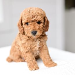 Buddy Claus - Red  male Goldendoodle puppy in Ivins, Utah from Hygge & Hound by McKenzie