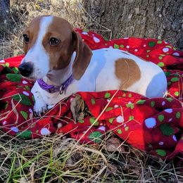 Dachshunds from DemOkieDachshund