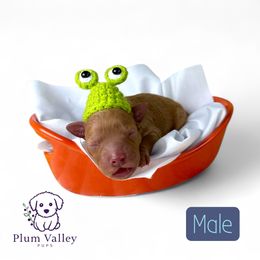 Blue collar boy - Red  male Poodle puppy in Crete, Illinois from Plum Valley Pups