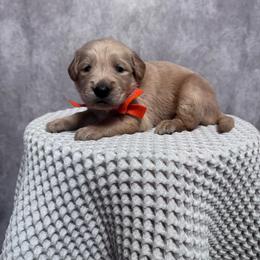 Boy 2 Pick - Golden male Golden Retriever puppy in Piedmont, South Carolina from The Farm at Saluda Ridge