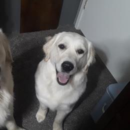 Golden Retrievers from Wide Hollow Retrievers