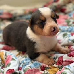 Salem - Liver and white female American Corgi puppy in Graham, Texas from Wild West Corgis