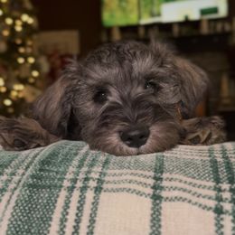 Georgie - Black and silver male Miniature Schnauzer puppy in Akeley, Minnesota from Great Northern Schnauzers