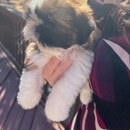 Male 3 - Red and white male Shih Tzu puppy in Paso Robles, California from Encanto Shih Tzus by Darlene Madrigal