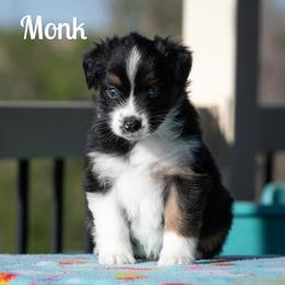 Monk - Black tri-color male Australian Shepherd puppy in Benton City, Washington from Eventide Australian Shepherds