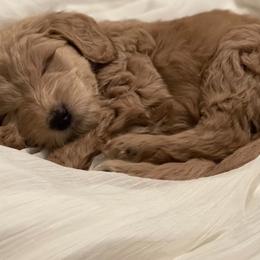 Goldendoodle Puppies from Da Ruba Doodles