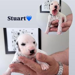 Stuart - White and black male Dalmatian puppy in Chehalis, Washington from Dalmatian Vacation