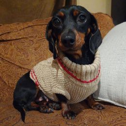 Piper - Dachshund