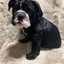 Bulldog Puppies from BUBBABULL